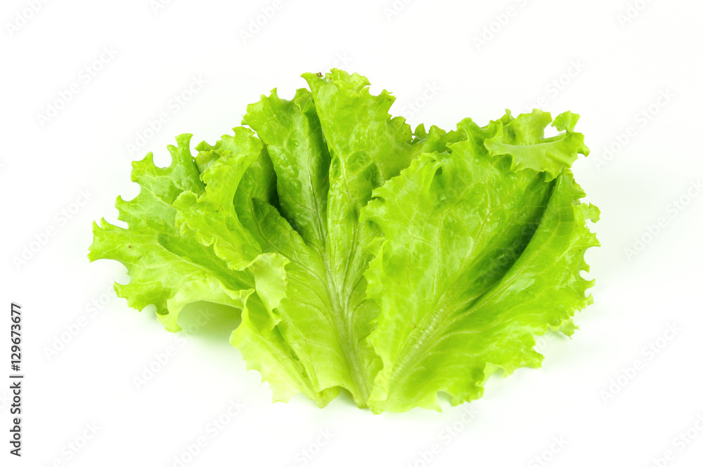 Salad leaf. Lettuce isolated on white background Salad leaf. Lettuce isolated on white background