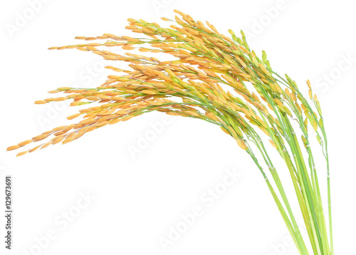 ear of paddy, ears of Thai jasmine rice isolated on white backgr