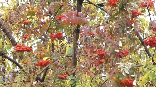 Autumn branch with berries red rowan swaying in the wind in the rain photo