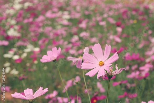 Cosmos flowers at beautiful in the garden. © seagames50