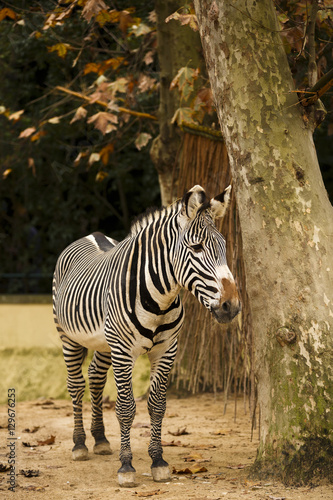 zebra stand in zoo
