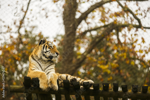 Photography Bengal tiger in captivity at the zoo