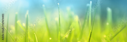 Grass. Fresh green spring grass with dew drops closeup. Sun. Soft Focus. Abstract Nature Background, border design panoramic banner