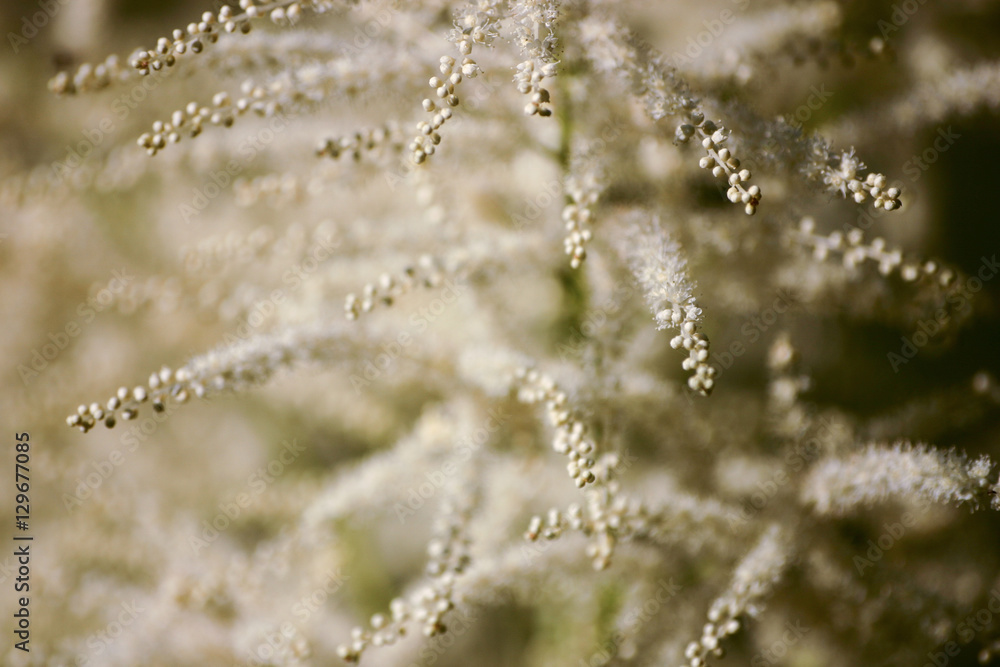 A beautiful close-up of white astilbe flowers