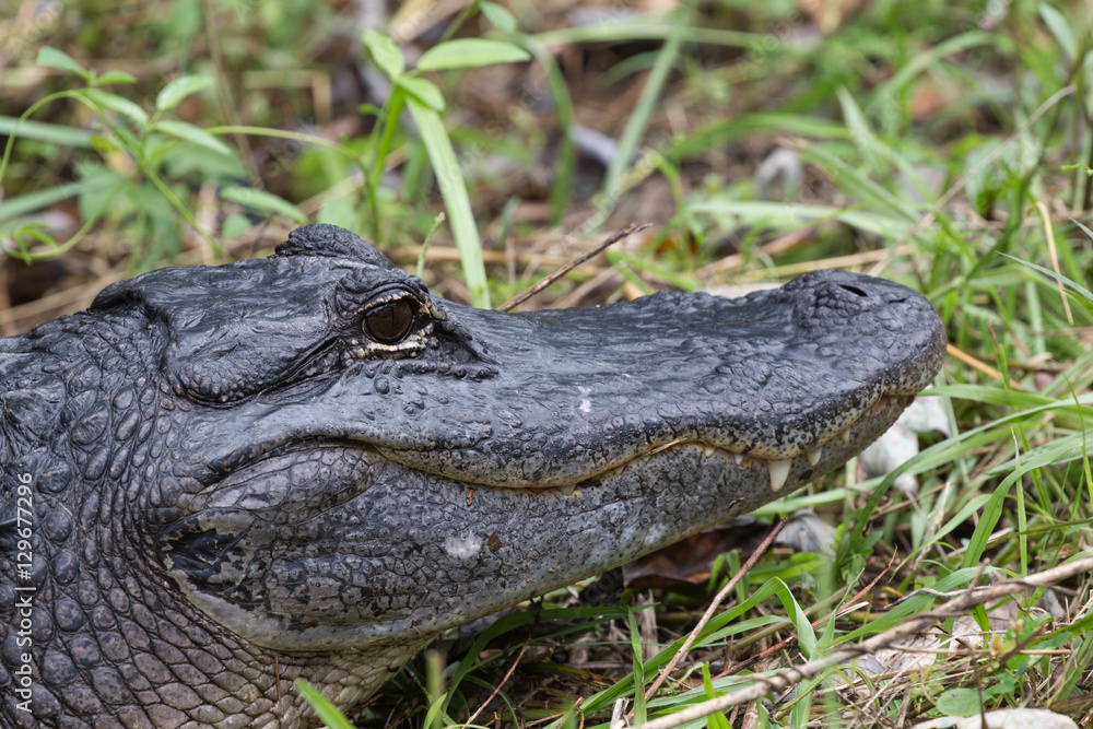Obraz premium Florida Alligator