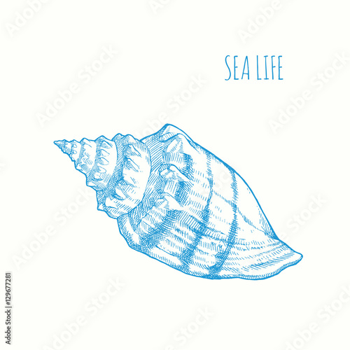 Seashell. Vector hand drawn graphic illustration. Vintage beach marine seashell sketch