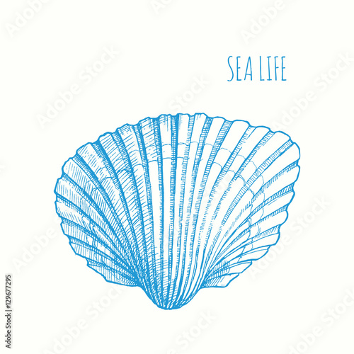 Seashell. Vector hand drawn graphic illustration. Vintage beach marine seashell sketch