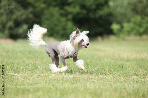 Beautiful Chinese Crested Dog running