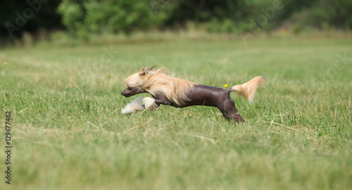 Beautiful Chinese Crested Dog running