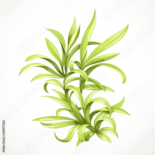 Marine green algae sea life object isolated on white background