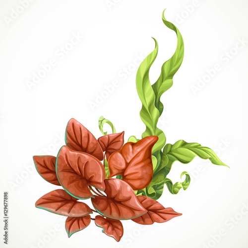 Sea brown and green algae sea life object isolated on white back