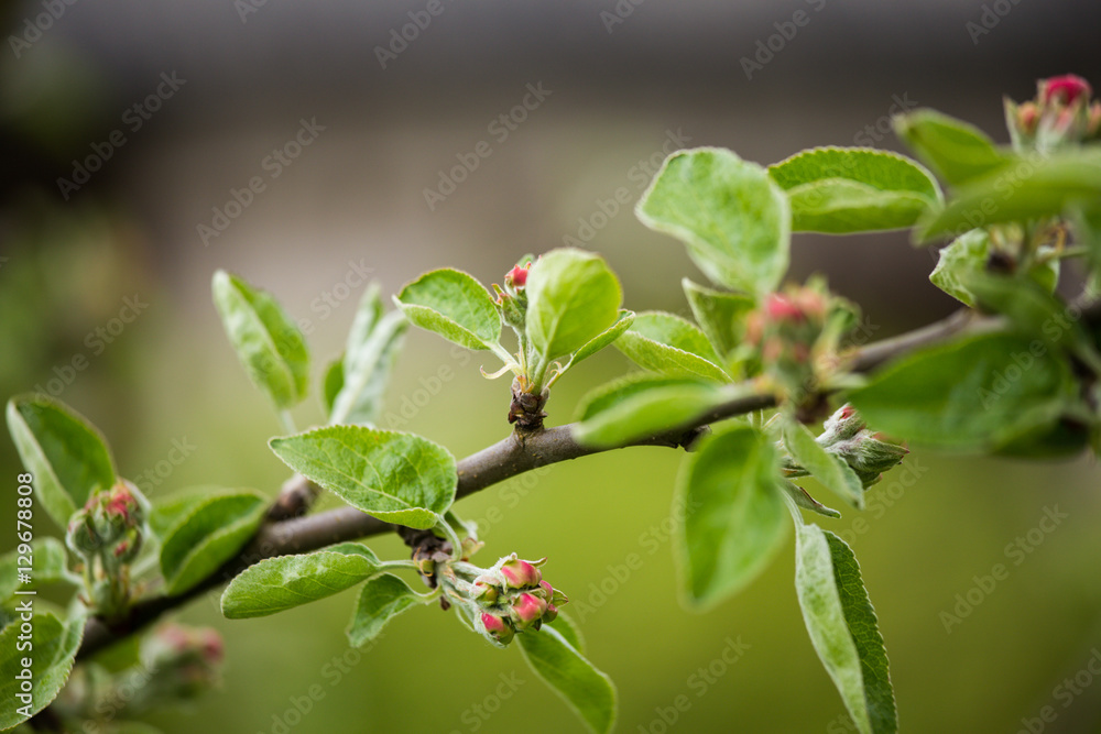 Beautiful fresh apple tree blossoms on a natural background. Beautiful fresh apple tree blossoms on a natural background.
