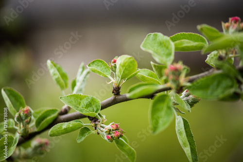 Beautiful fresh apple tree blossoms on a natural background.