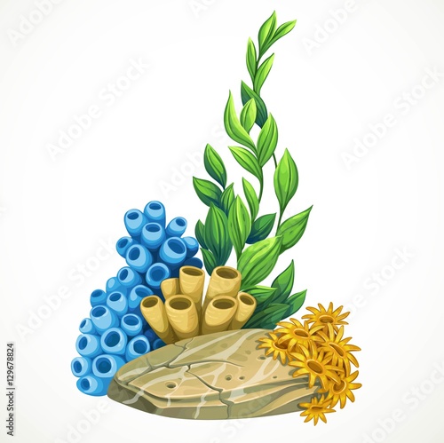 Marine algae, sponges and anemones growing on a rock sea life ob