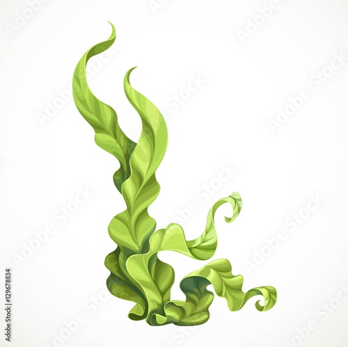 Marine green algae object isolated on white background