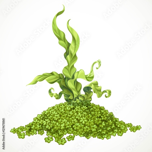 Marine green algae on hill of actinium sea life object isolated
