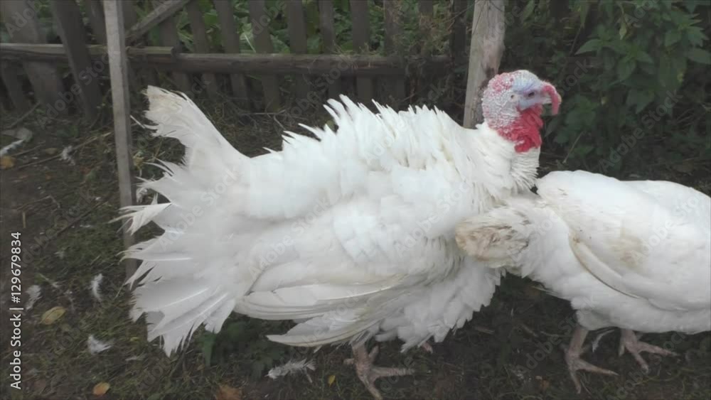 White turkeys walk in the paddock
White turkeys walk in the paddock