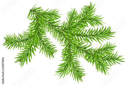 Green pine branch isolated on white