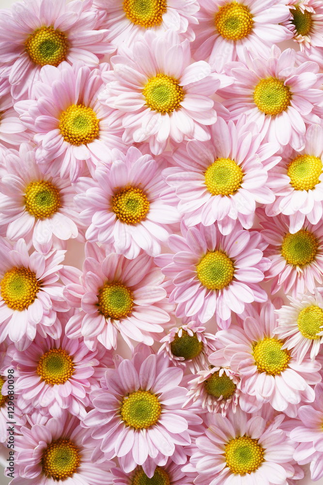pink chrysanthemum flowers pink chrysanthemum flowers
