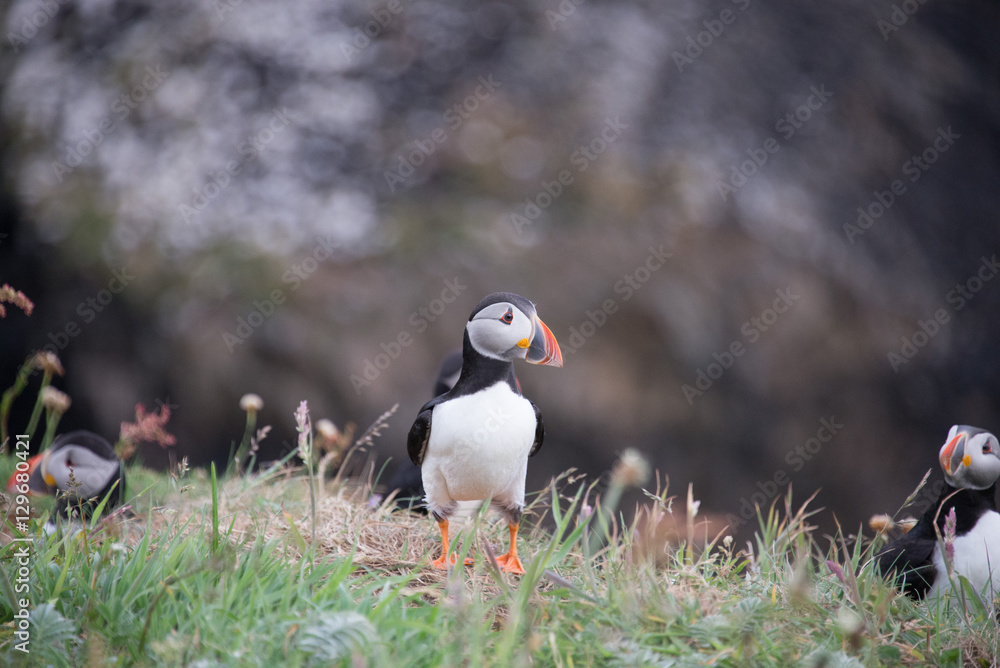 Fototapeta premium Puffin
