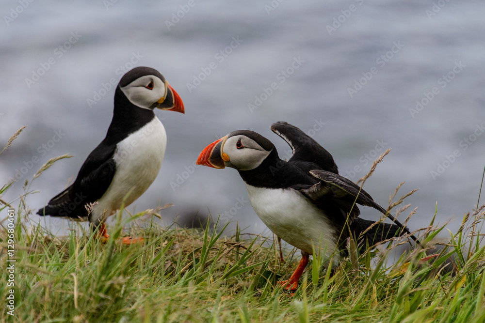 Naklejka premium Puffin
