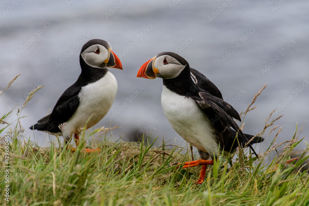 Naklejka premium Puffin