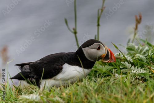 Puffin