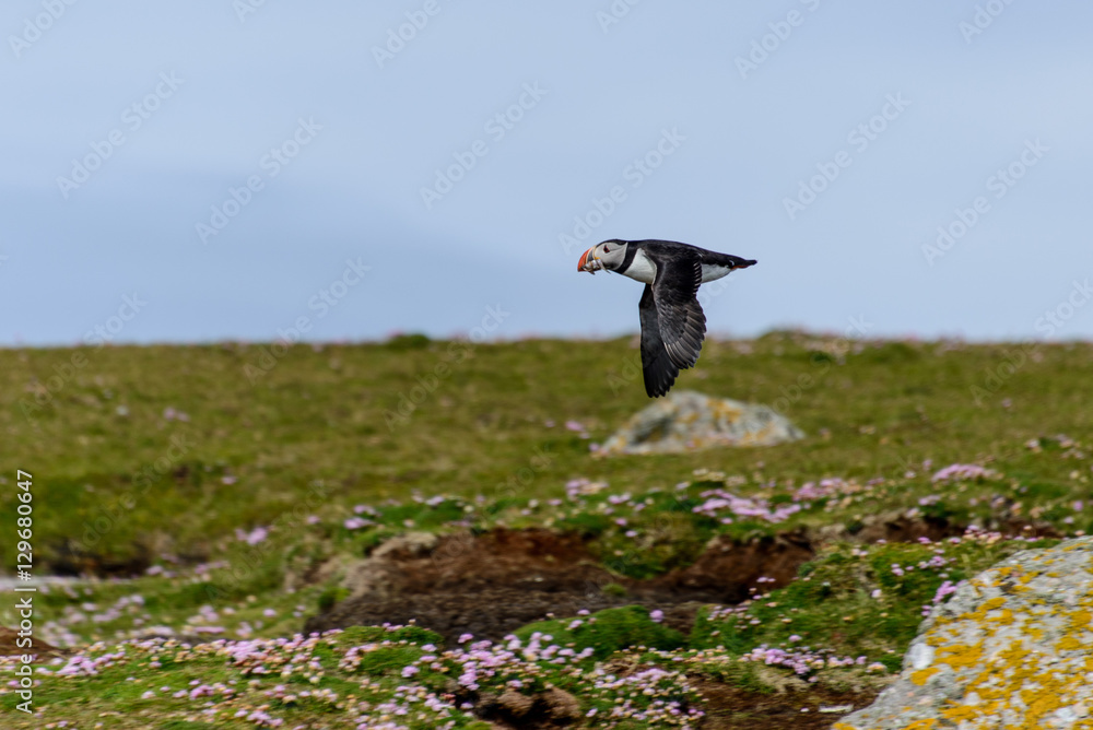 Fototapeta premium Puffin