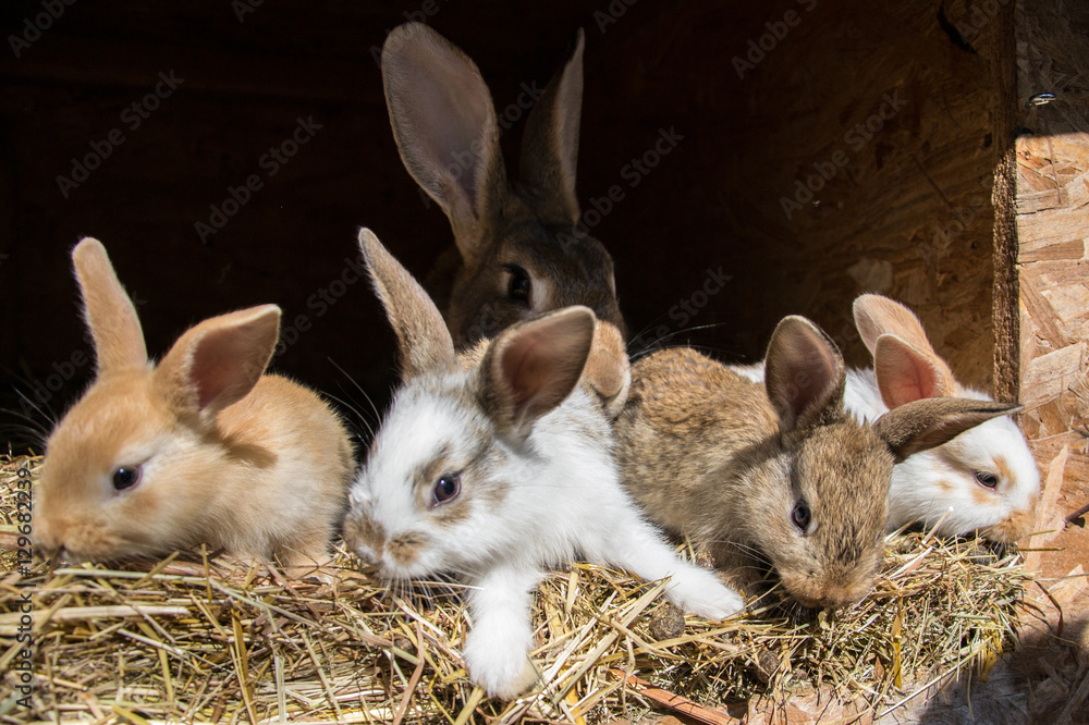 Fototapeta premium Many young sweet bunnies in a shed. A group of small colorful rabbits family feed on barn yard. Easter symbol