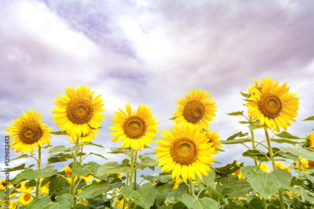 beautiful sunflower plant in the field, Thailand