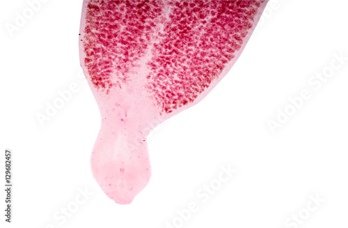 Pricea multae,Monogenea (parasite) under microscope view. photo