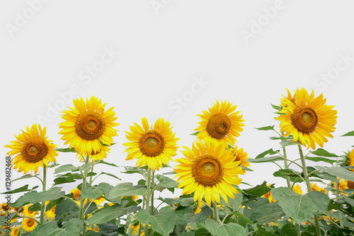 Fototapeta Naklejka Na Ścianę i Meble -  beautiful sunflower plant in the field, Thailand