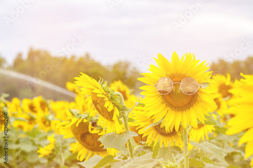 Sunflower wearing sunglasses in the field - Soft focus flowers  Background  Wallpaper