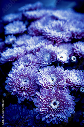 Fototapeta Naklejka Na Ścianę i Meble -  beautiful blue chrysanthemum flowers in flower shop, abstract ph