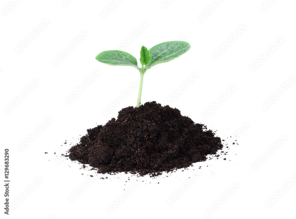 Naklejka premium Pumpkin seedling in soil isolated on white background