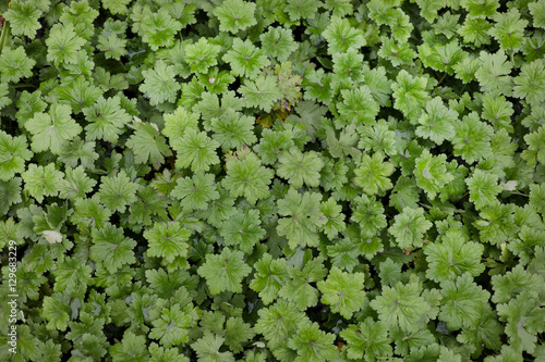 Fototapeta Naklejka Na Ścianę i Meble -  Geranium foliage in the shady garden.