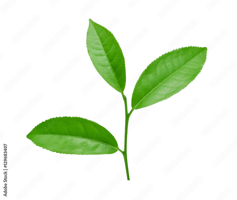 Naklejka premium Green tea leaf isolated on white background