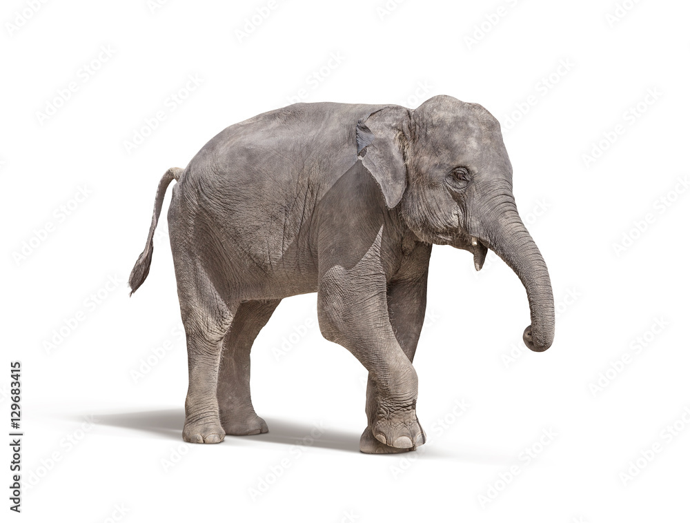 Obraz premium elephant with out tusk isolated on white background