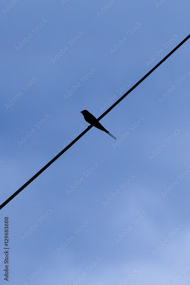 Obraz premium silhouette of a little swallow perched on a single electric wire with a dawn blue sky background