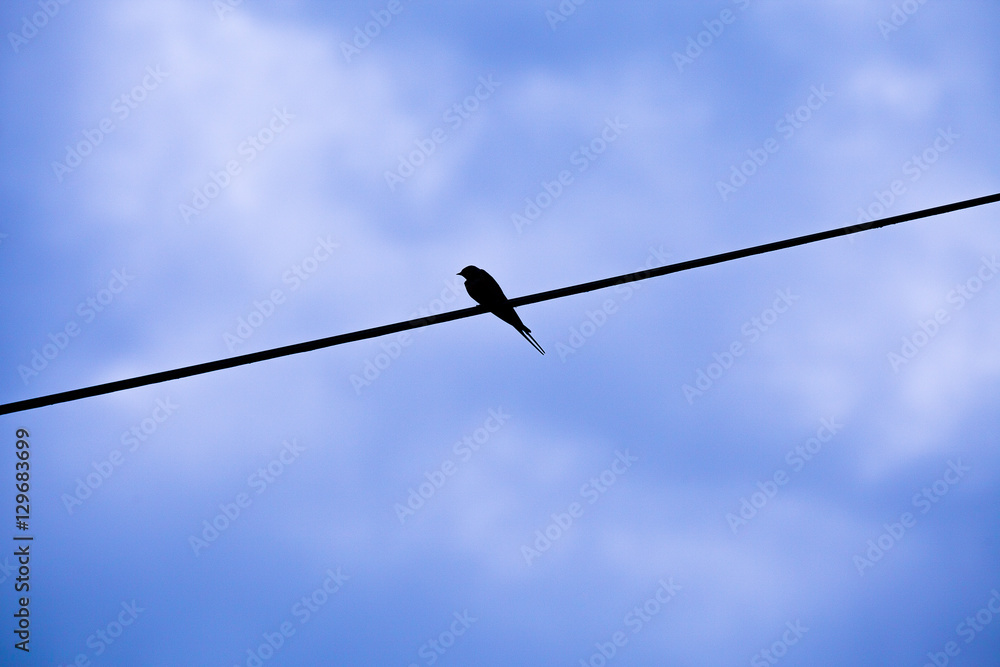 silhouette of a little swallow perched on a single electric wire with a dawn blue sky background silhouette of a little swallow perched on a single electric wire with a dawn blue sky background
