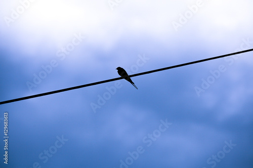 silhouette of a little swallow perched on a single electric wire with a dawn blue sky background