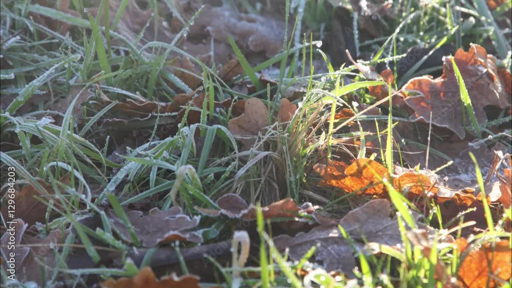 Sonne strahlt auf frostige Wiese Sonne strahlt auf frostige Wiese