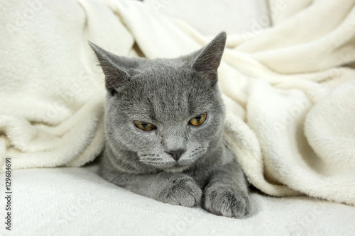 Blue British cat covered with blanket