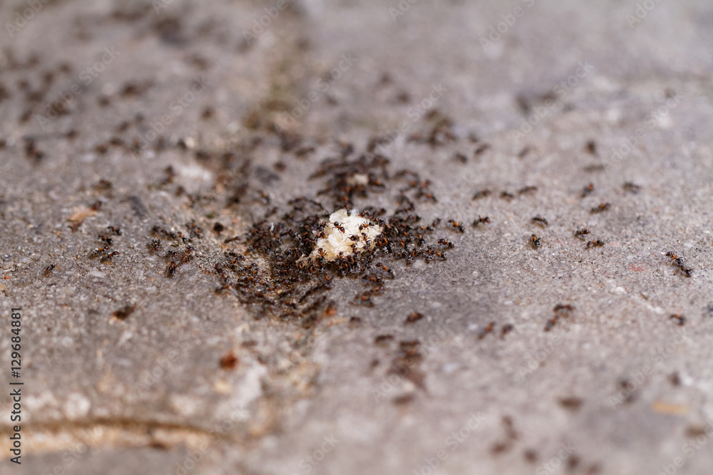 Ants of bread