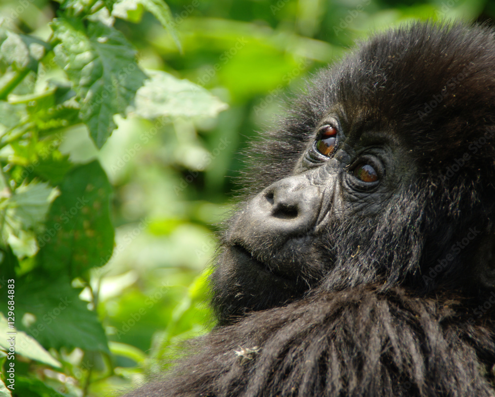 Obraz premium Adolescent Mountain Gorilla in the DRC