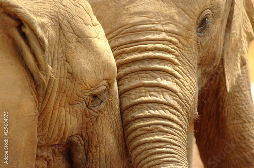 Canvas Print Baby elephants in Nairobi