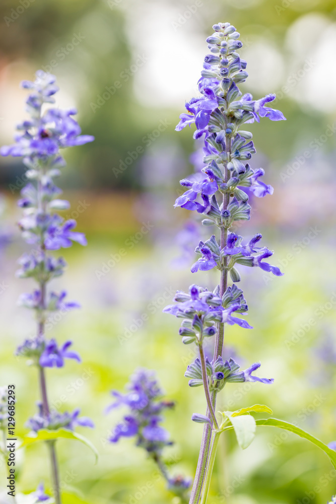 Blue Salvia flower, Salvia farinacea Benth-Mealy Cap Sage. Blue Salvia flower, Salvia farinacea Benth-Mealy Cap Sage.