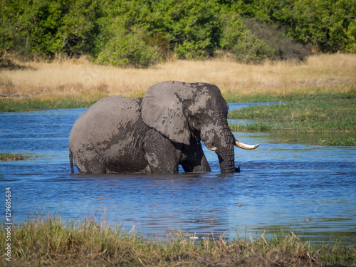 Huge African elephant bull wading through and drinking from river water, safari in Moremi NP, Botswana photo