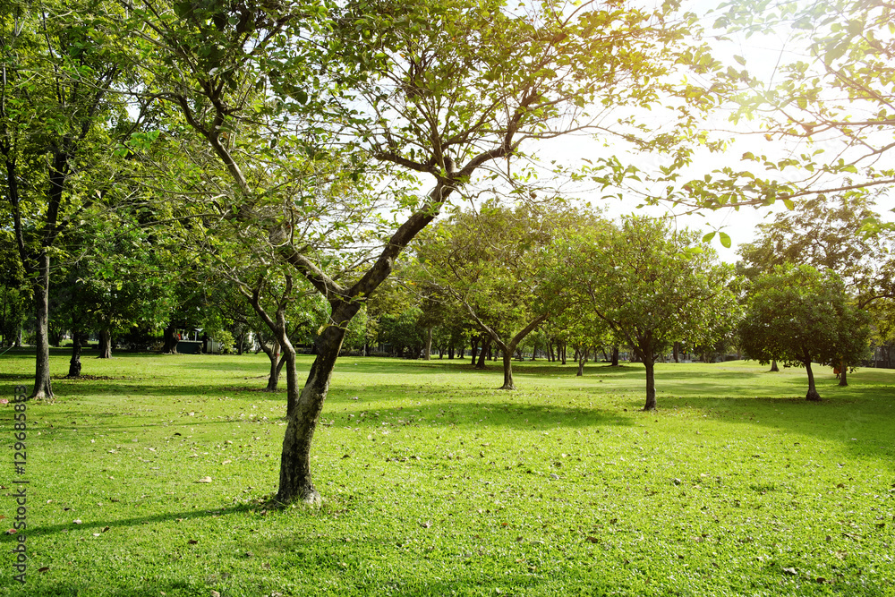 green grass field in big city park green grass field in big city park