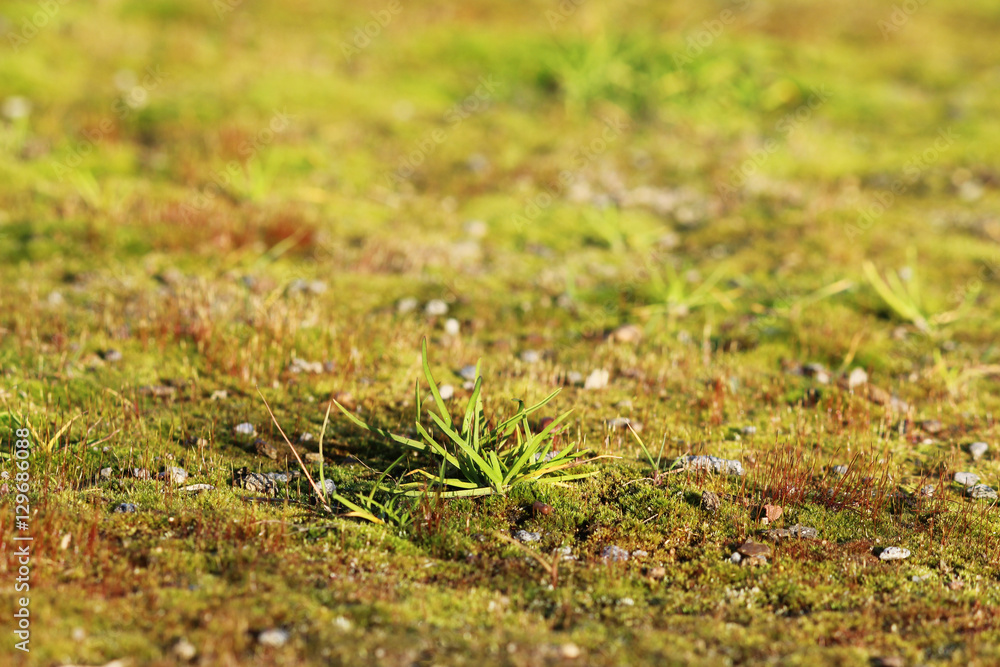 texture small green moss and grass as a background.